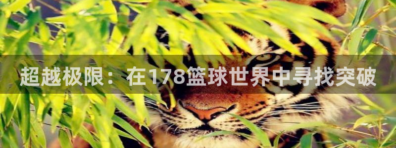超越极限：在178篮球世界中寻找突破